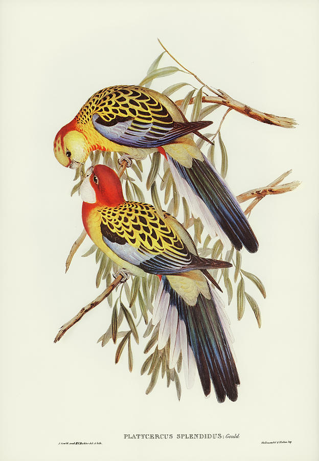 Splendid Parakeet. Rosellas Mixed Media by World Art Collective