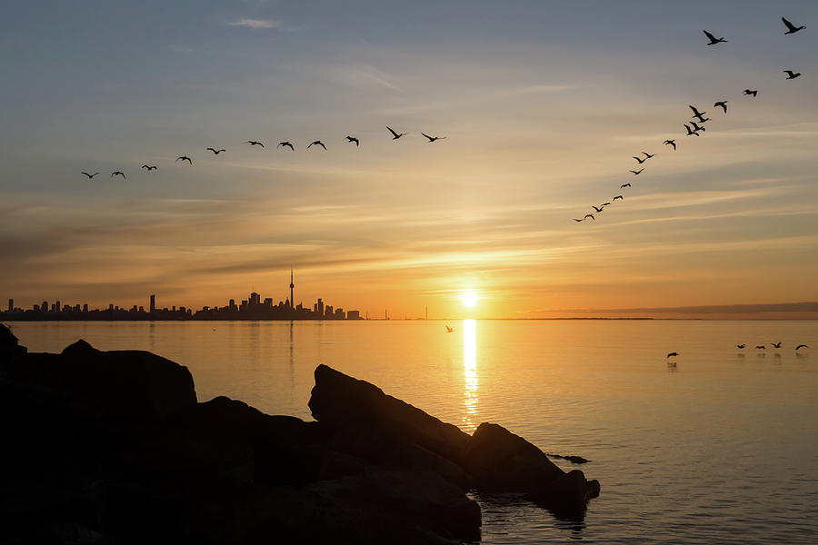 Splendid Sunrise with Birds - Toronto Skyline with Free Flying Cormorants Photograph by Georgia Mizuleva