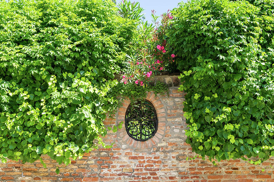 Splendid Venetian - Ubercharming Garden Window with Ivy and Oleander Photograph by Georgia Mizuleva