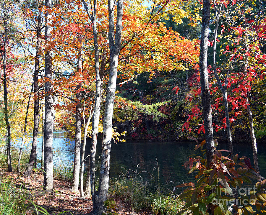 Splendor in the Fall Photograph by Li Newton