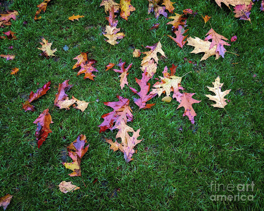 Fall Photograph - Splendor in the Grass by Jon Burch Photography