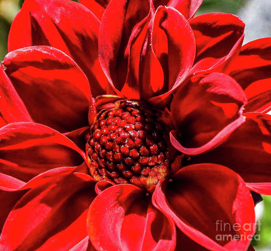 Nature Photograph - Splendor of a Radiant Red Dahlia by Cindy Treger
