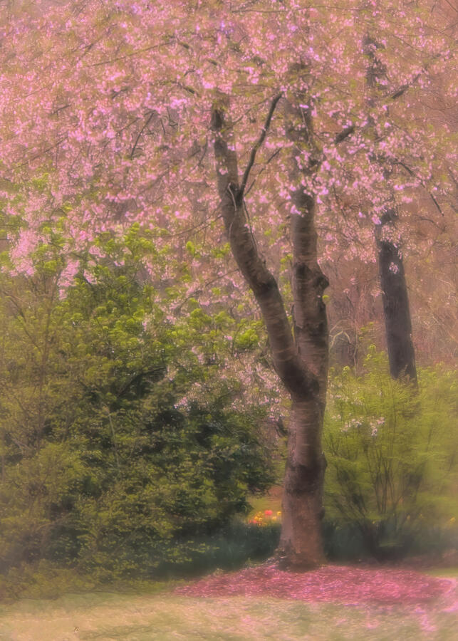 Cherry Tree Photograph - Splendor of Spring by Leigh Moss