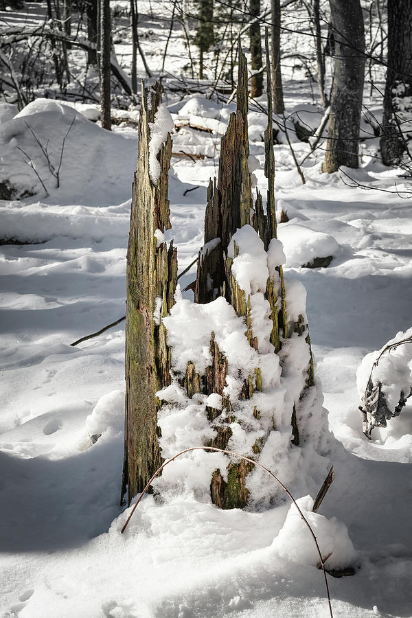 Splintered Stump Photograph by Steven Nelson