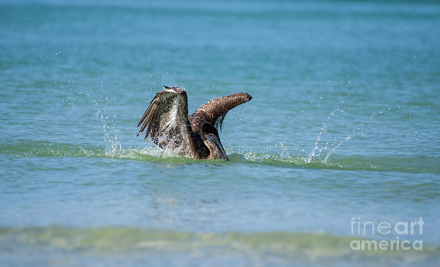 Pelican Photograph - Splish Splash by Eliza G Mayer