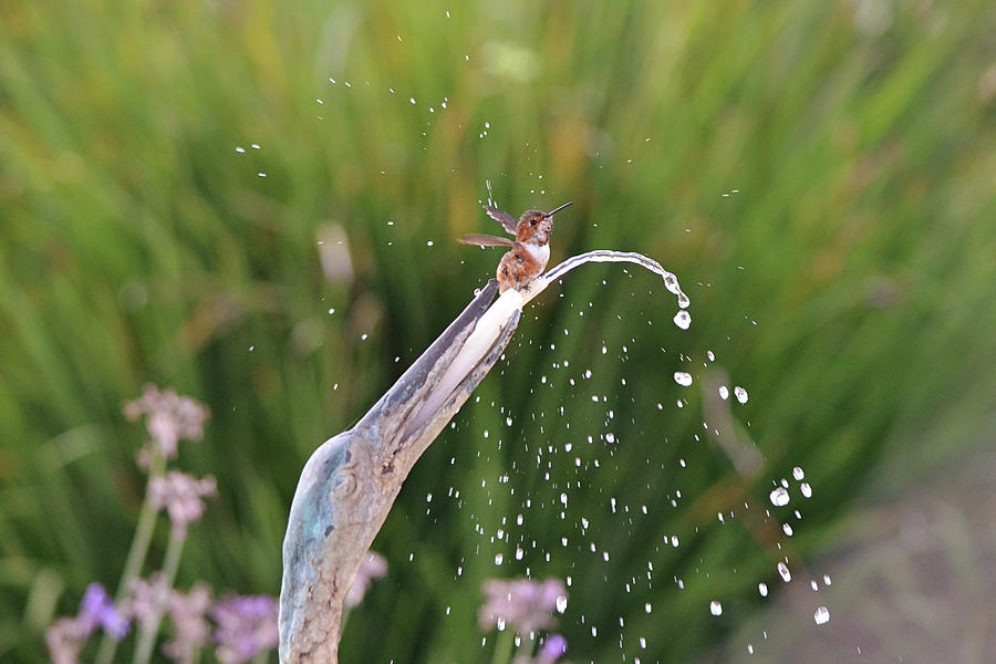 Splish Splash Hummingbird Photograph by Gaby Ethington