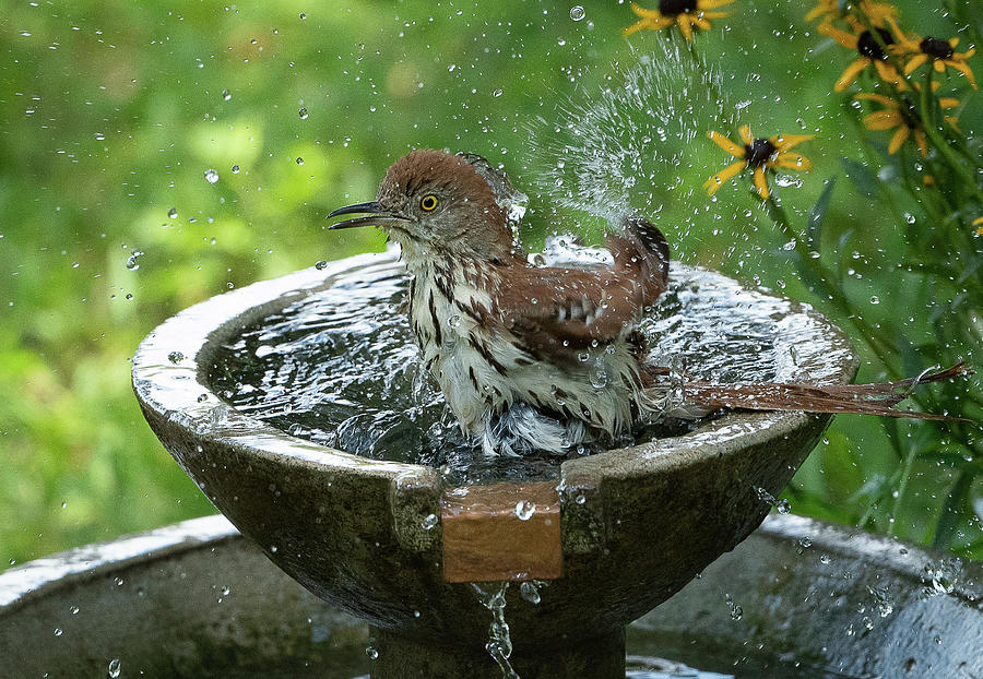 Splish, Splash, I was taking a bath... Photograph by Julie Barrick