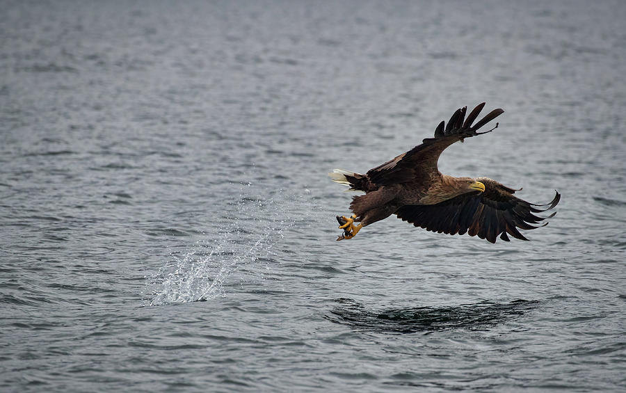 Splish Splash Photograph by Iain Tall - Fine Art America