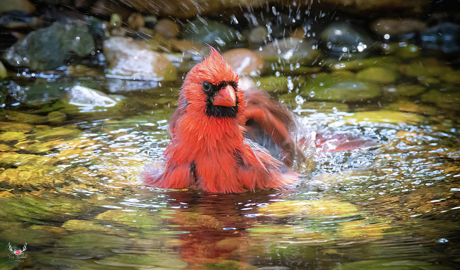 Splish Splash Photograph by Pam Rendall