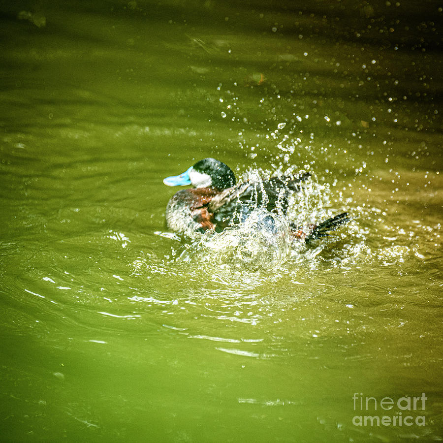 Splish Splash Ruddy Duck Photograph by Daniel Hebard