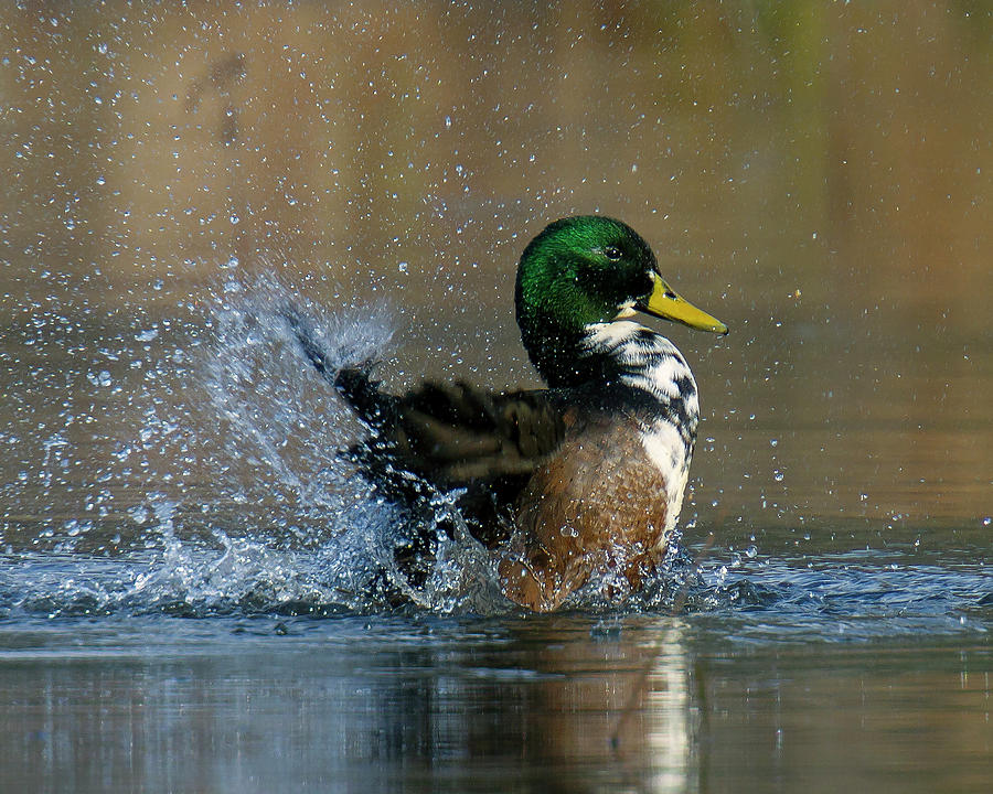 Splish Splash Photograph by Timothy McIntyre