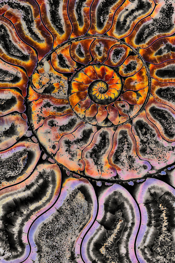 Split Ammonite Fossil abstract Photograph by Bruce Block