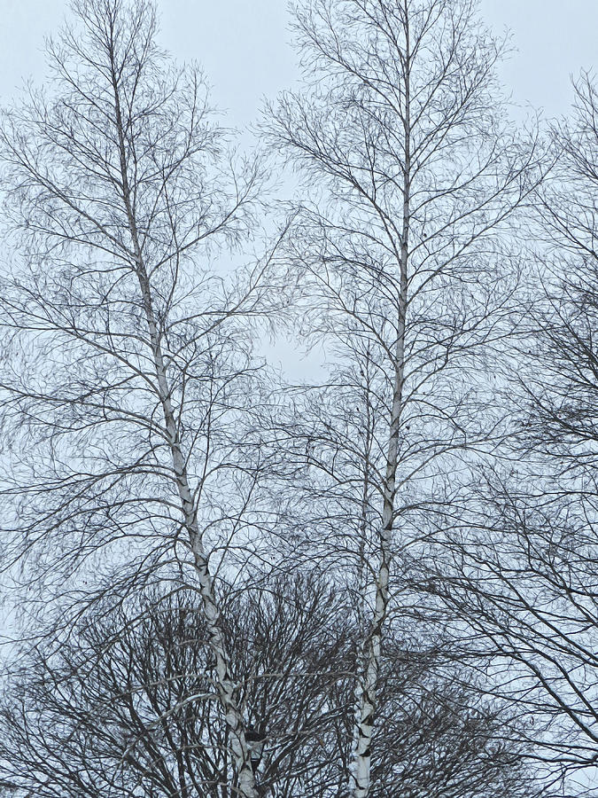 Split Birch Trees, Winter Photograph by Lise Winne
