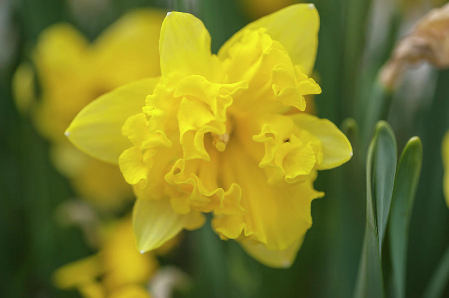 Split-corona Daffodil Flyer Photograph by Jenny Rainbow