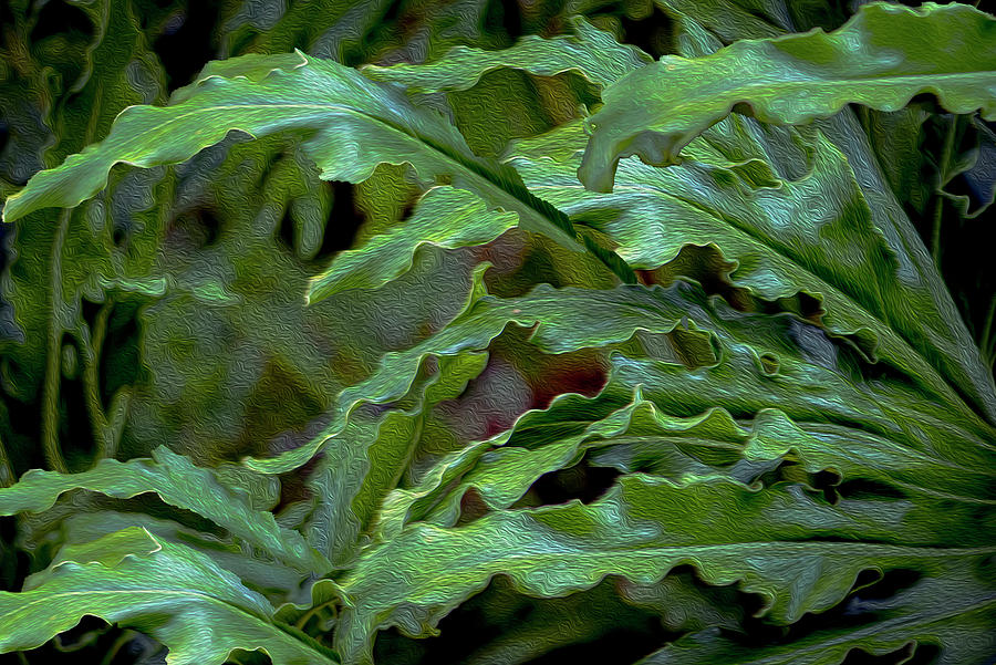 Split Leaf Philodendron Photograph by Debra Kewley