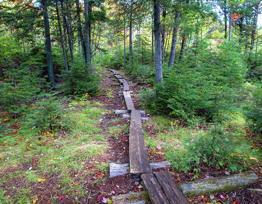 Split-log Path Photograph by Jim Dollar