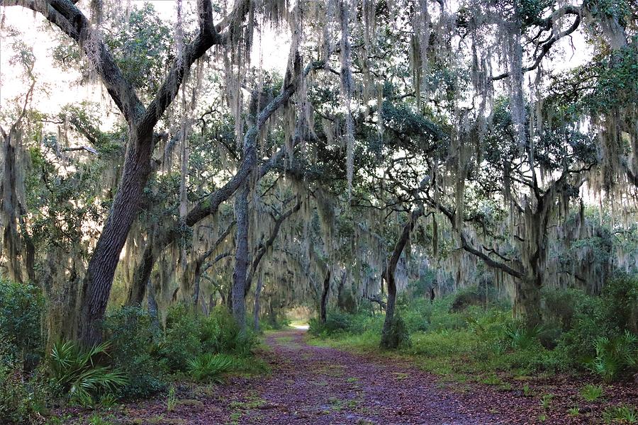 Split Oak Forest Nature Path Photograph By Randy White - Pixels