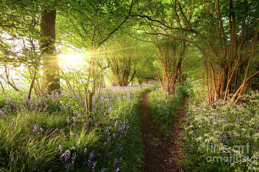 Split path through bluebell woods with sunrise Photograph by Simon Bratt