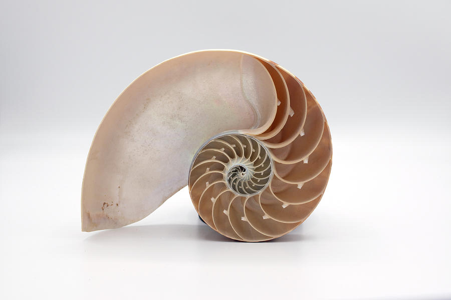 Split Tiger Nautilus Shell - Living Fossil Photograph by Christopher ...