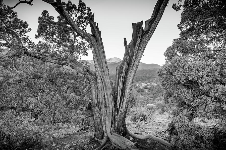 Split Tree with Pikes Peak in Distance taken near Siamese Twins Photograph by Peter Ciro