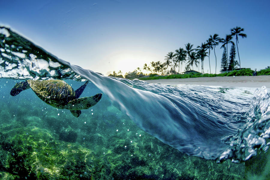 Split Wave Turtle Photograph by Sean Davey