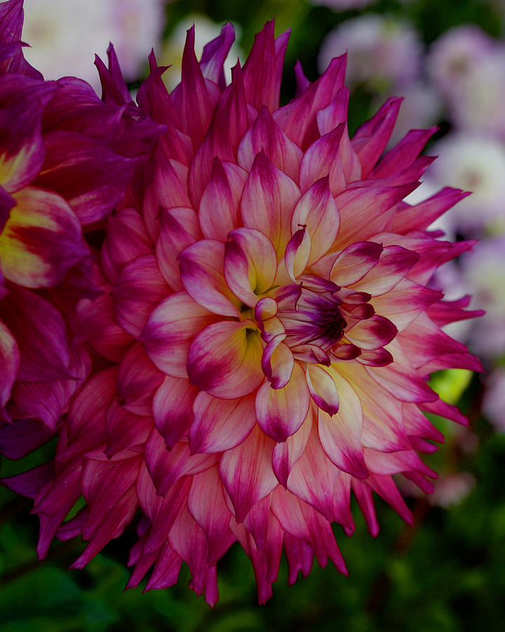 Spoiled Rotten Dahlia Photograph by Todd Kreuter