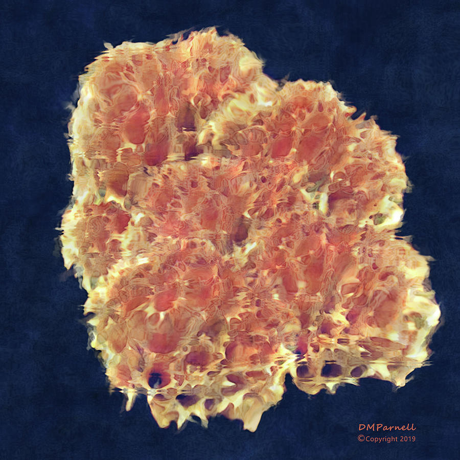 Sponge Digital Art by Diane Parnell Fine Art America