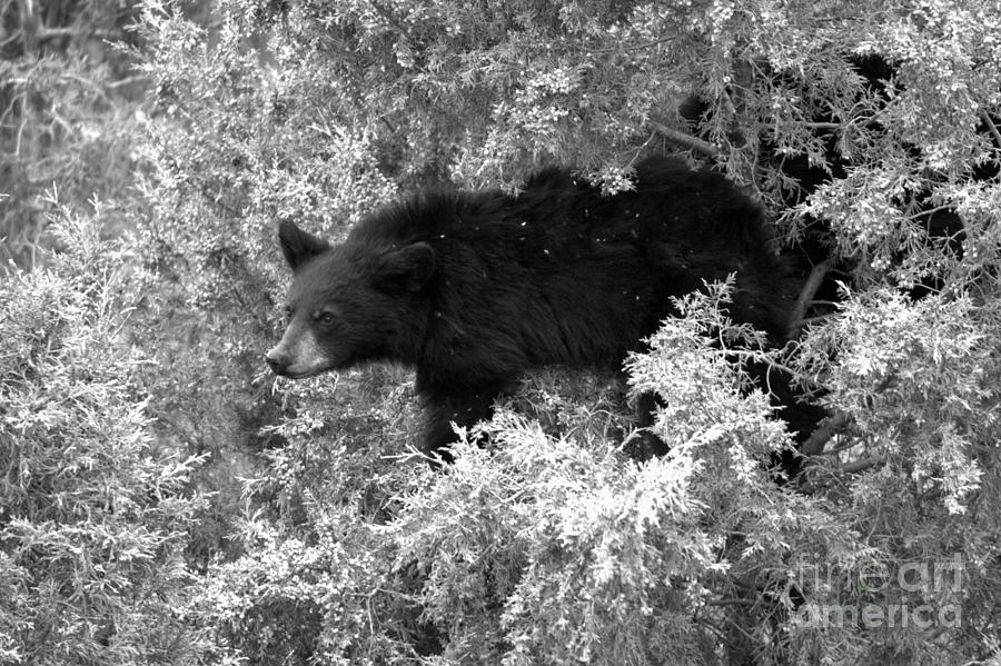 Spooked At Yellowstone Black And White Photograph by Adam Jewell