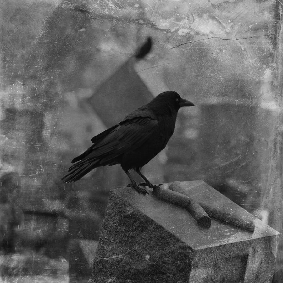 Spooky Blackbird Photograph by Gothicrow Images - Fine Art America