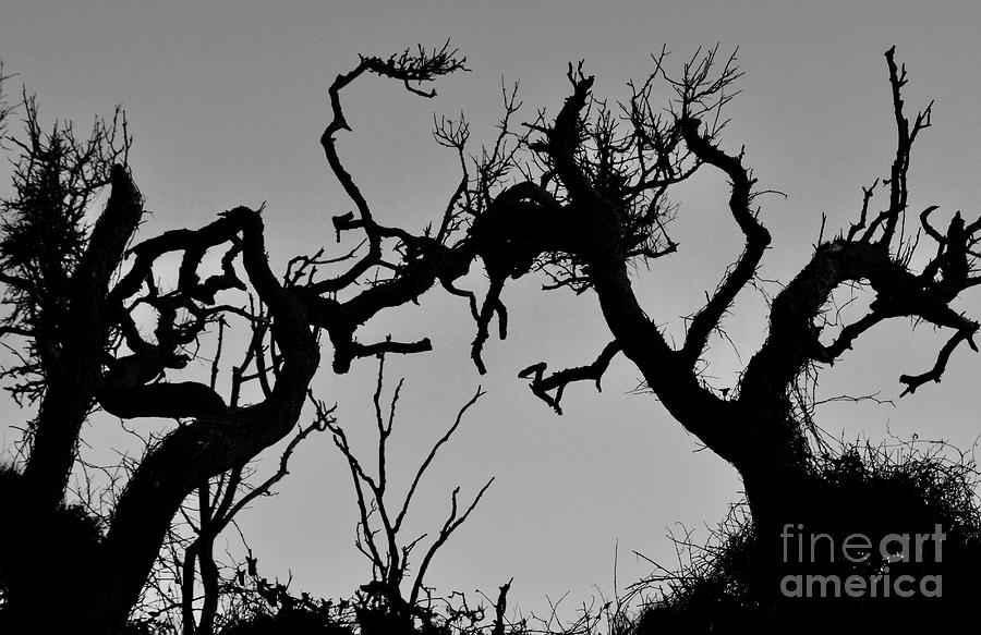Spooky Branches Photograph by Gayle Deel