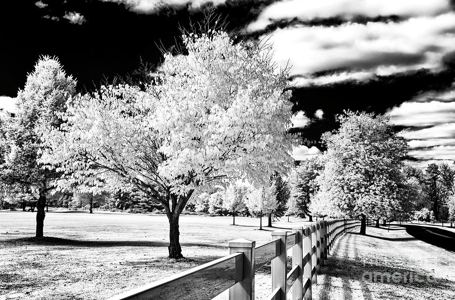 Spooky Brook Trees Infrared at Colonial Park Photograph by John Rizzuto