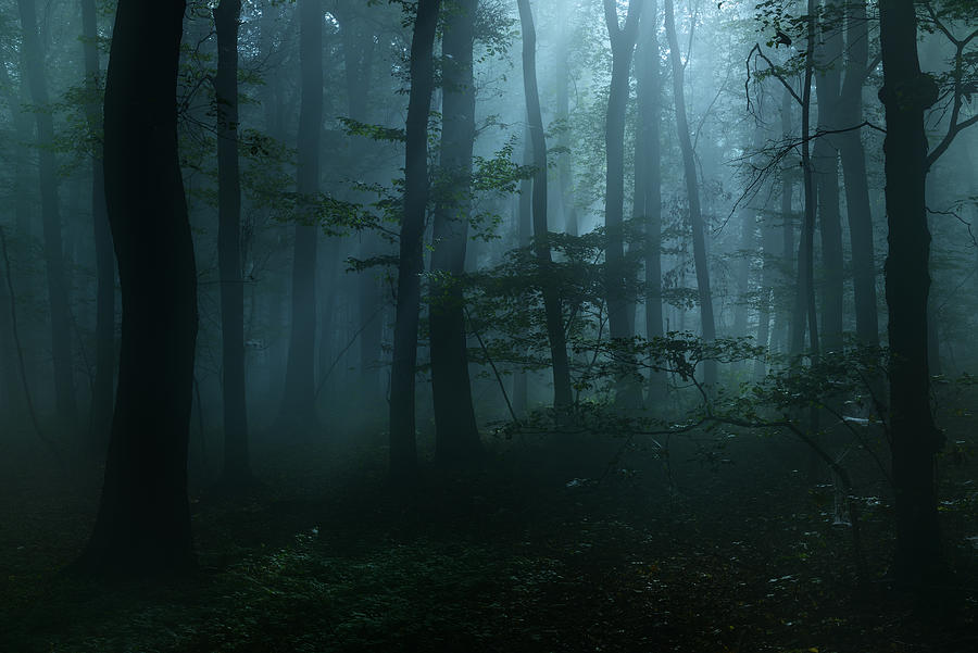 Spooky Dark Forest at Night in Moonlight Photograph by Avtg