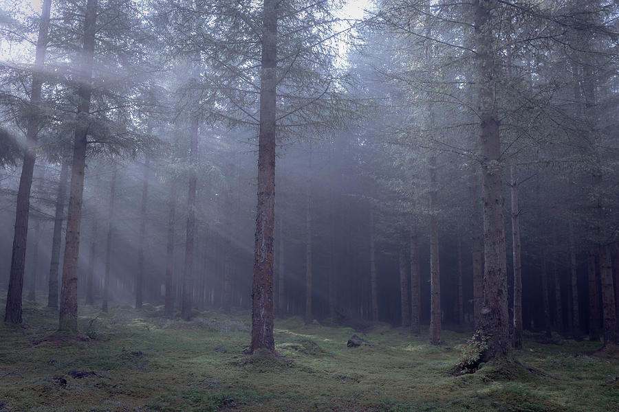 Spooky forest - North Kessock, The Highlands, Scotland Photograph by ...