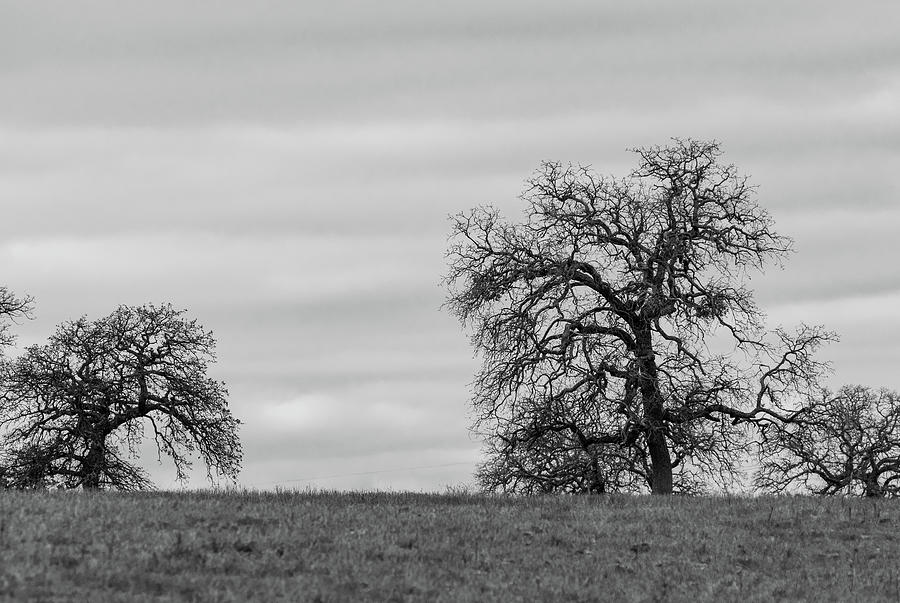 leafless tree clipart black and white