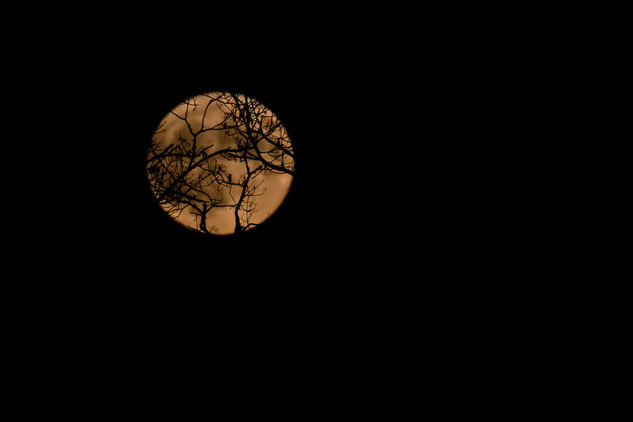 Spooky Moon Photograph by Denise Kopko