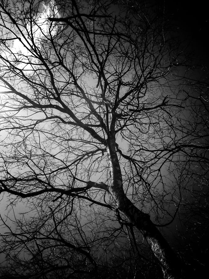 Spooky Old Tree Photograph by W Craig Photography