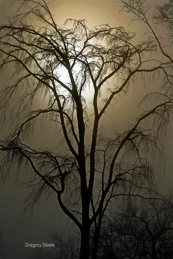 Nature Photograph - Spooky Tree by Gregory Steele