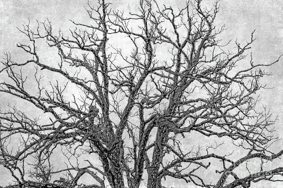 Spooky Tree in Black and White Digital Art by Jayne Carney