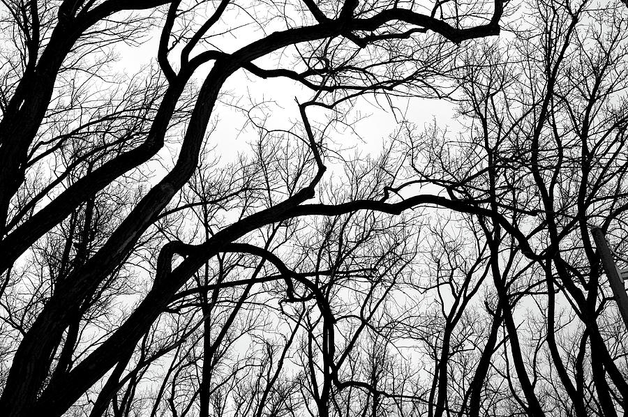Tree Photograph - Spooky Wood by Valentino Visentini