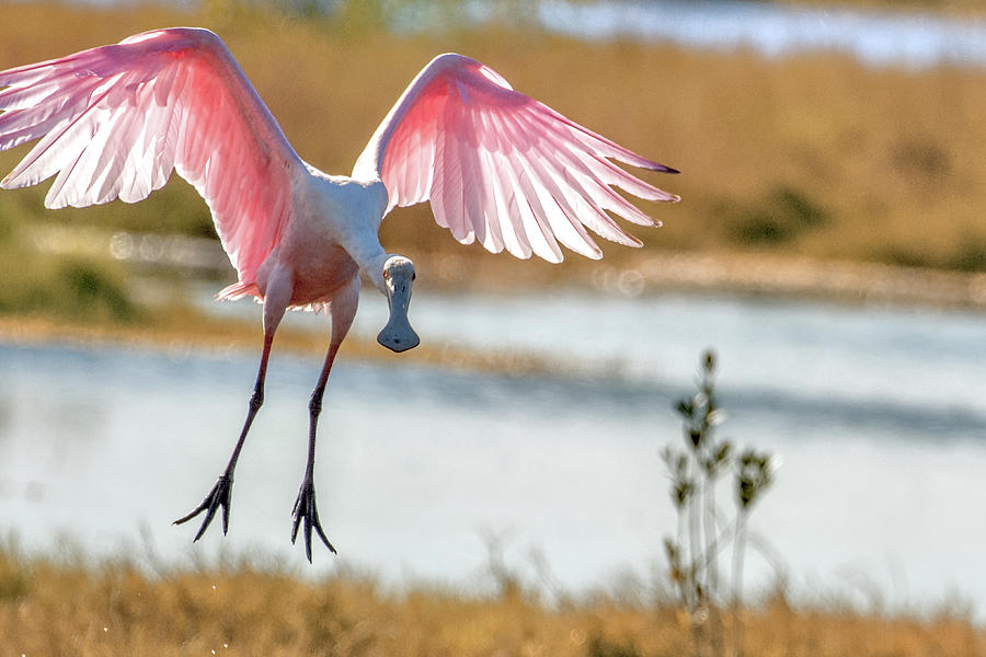 Spoonbill Coming Down Photograph by Dorothy Cunningham