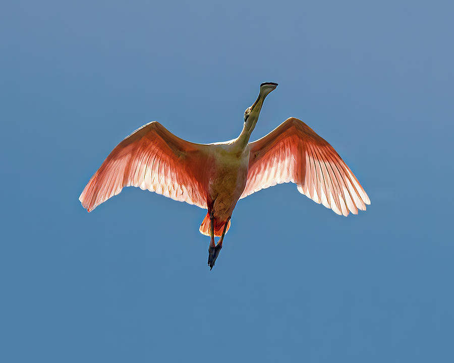 Spoonbill Flight Photograph by Morey Gers - Fine Art America