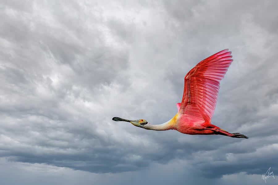 Spoonbill Flight Photograph by Norman Peay