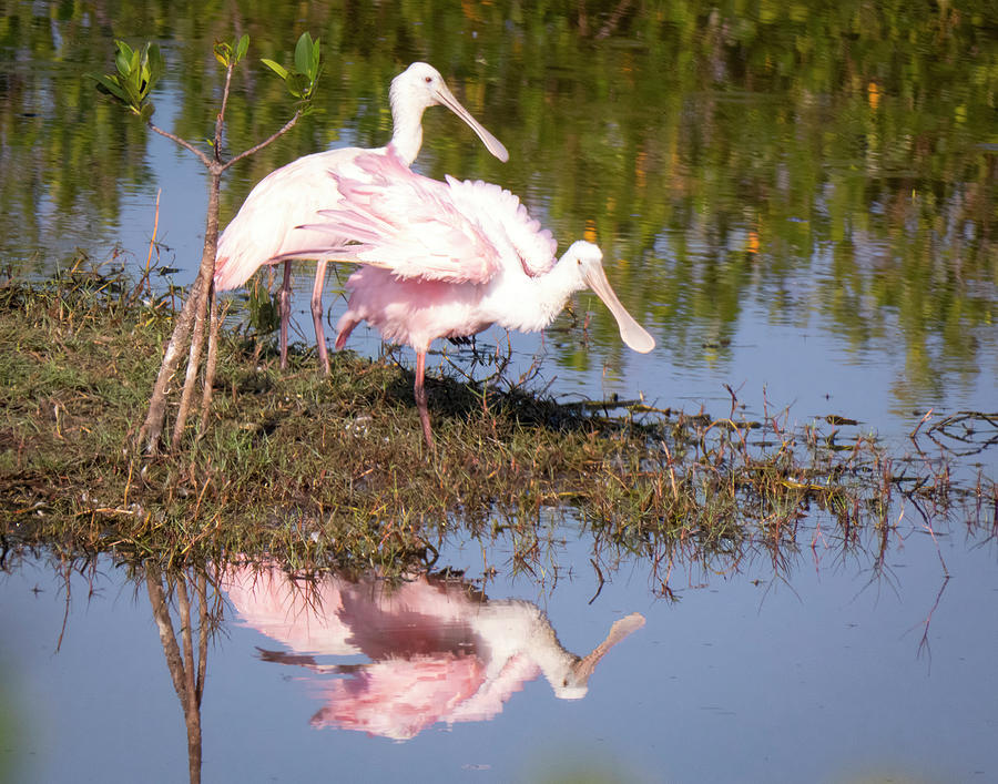 Spoonbill Fluffing Wings Photograph by George Harth