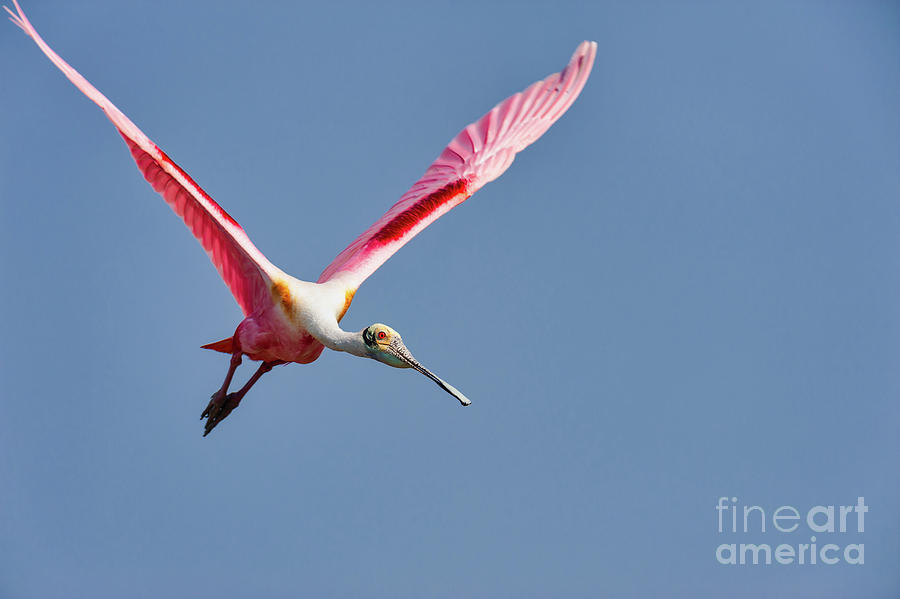 Spoonbill Photograph - Spoonbill Flying by Bee Creek Photography - Tod and Cynthia