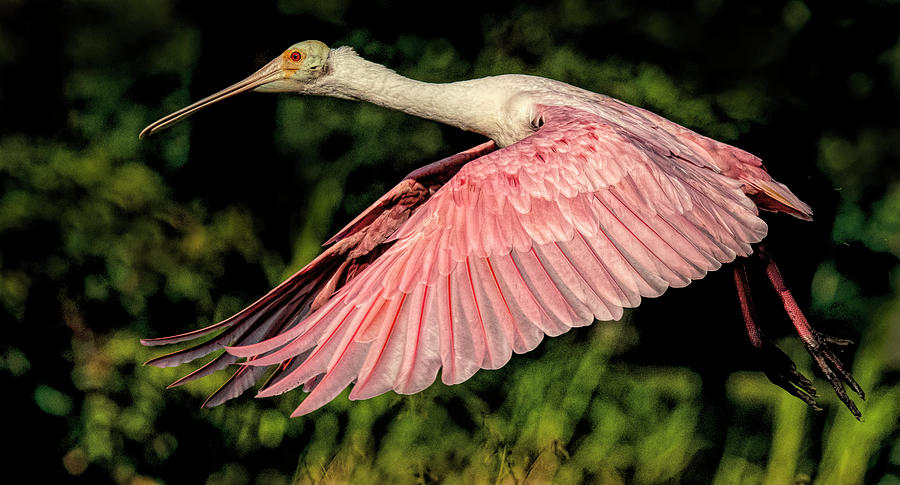 Spoonbill In Flight Photograph by Don Durfee