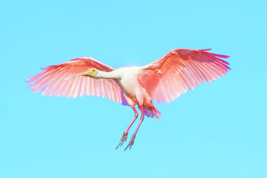 Spoonbill in Flight Photograph by Mark Andrew Thomas