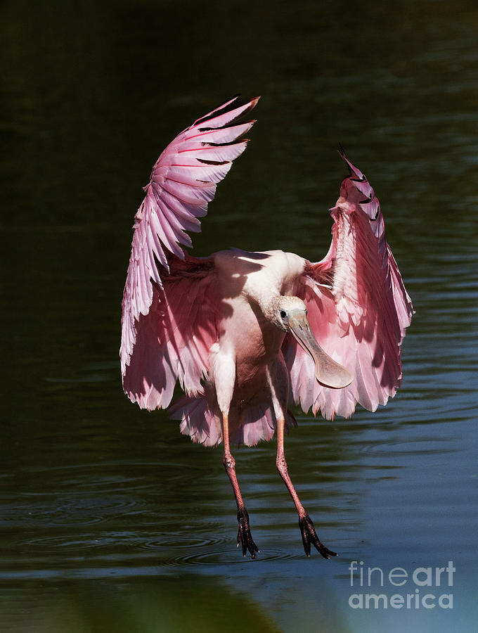 Spoonbill in flight Photograph by Ruth Jolly