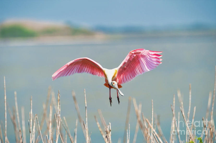 Spoonbill Photograph - Spoonbill Landing by Bee Creek Photography - Tod and Cynthia