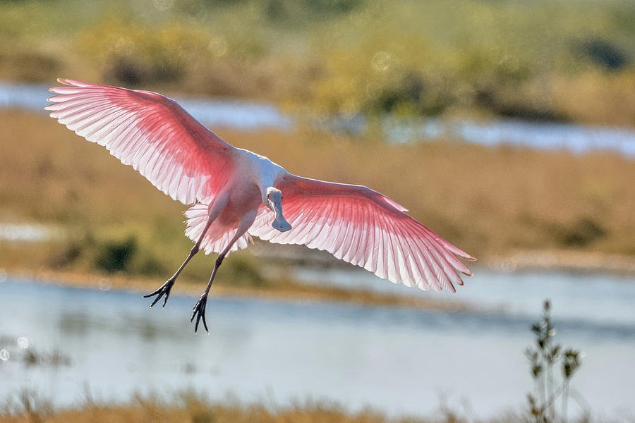 Spoonbill Landing, Full Flaps Photograph by Dorothy Cunningham