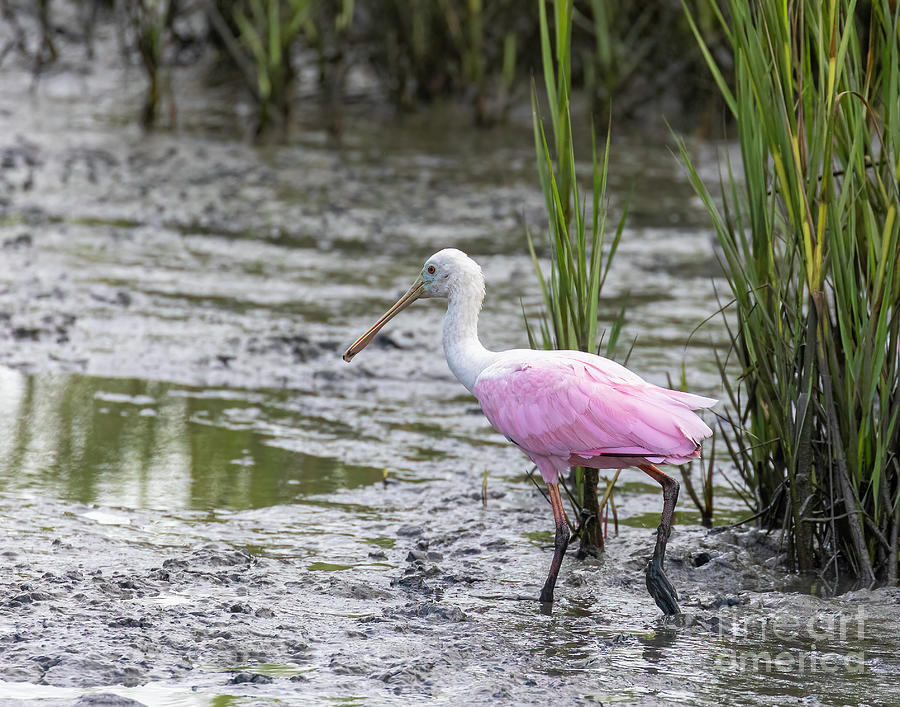Spoonbill Photograph by Michelle Tinger